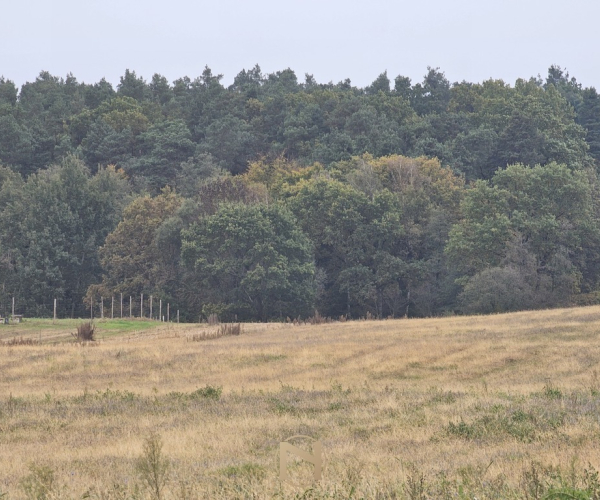 Działka na sprzedaż,   Kłodawa - 159 000 zł